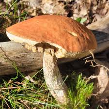 Attēlu rezultāti vaicājumam “Leccinum aurantiacum”