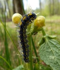 Attēlu rezultāti vaicājumam “Callimorpha dominula larva”