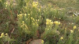 Attēlu rezultāti vaicājumam “Linaria vulgaris bud”