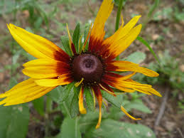Attēlu rezultāti vaicājumam “Rudbeckia hirta var. pulcherrima flower”