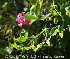 Attēlu rezultāti vaicājumam “Lathyrus latifolius leaf”