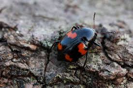 Attēlu rezultāti vaicājumam “Scaphidium quadrimaculatum”