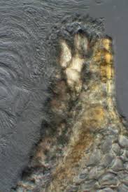 Attēlu rezultāti vaicājumam “Stictis”