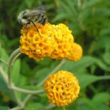 Attēlu rezultāti vaicājumam “Juglans x sinensis”