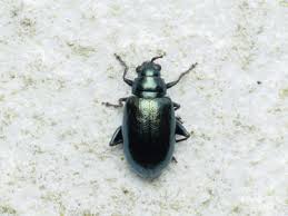 Attēlu rezultāti vaicājumam “Altica sp.”