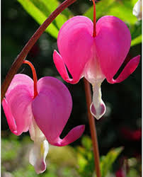 Image result for tränendes Herz