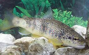 Image result for Salmo macrostigma