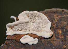 Attēlu rezultāti vaicājumam “Datronia mollis”