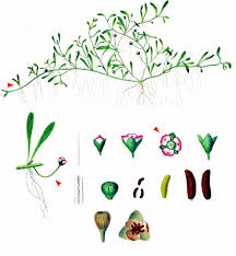 Attēlu rezultāti vaicājumam “Elatinaceae”