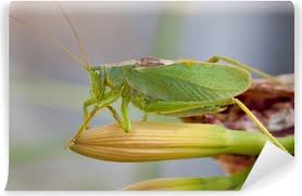 Attēlu rezultāti vaicājumam “Tettigonia cantans”