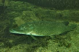 Image result for Esox lucius