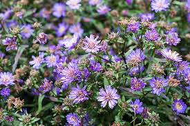 Image result for Aster novi-belgii