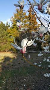 Attēlu rezultāti vaicājumam “Magnolia cylindrica flower”