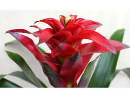 Картинки по запросу гусмания