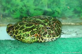 Image result for Ceratophrys ornata