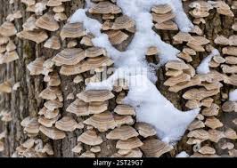 Attēlu rezultāti vaicājumam “Cerrena unicolor”