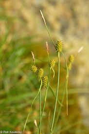 Attēlu rezultāti vaicājumam “Carex lepidocarpa”