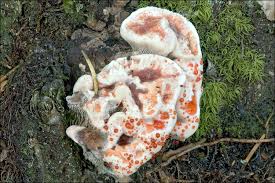 Attēlu rezultāti vaicājumam “Hydnellum ferrugineum”