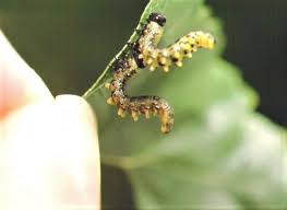 Attēlu rezultāti vaicājumam “Neodiprion sertifer larva”