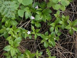 Attēlu rezultāti vaicājumam “Trientalis europaea bud”