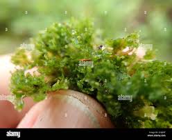 Attēlu rezultāti vaicājumam “Blasia pusilla”