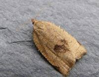 Attēlu rezultāti vaicājumam “Lozotaenia forsterana”