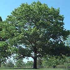 Attēlu rezultāti vaicājumam “Quercus rubra”