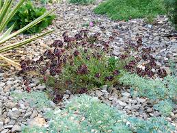 Image result for Anthyllis vulneraria