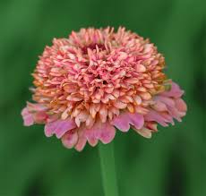 Image result for Zinnia elegans