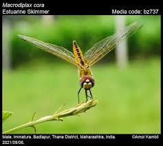 Attēlu rezultāti vaicājumam “Lycogala convexum macro”