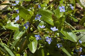Attēlu rezultāti vaicājumam “Veronica beccabunga leaf”