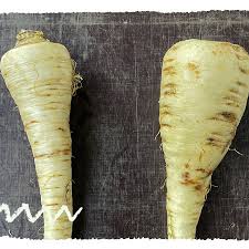 Image result for Pastinake