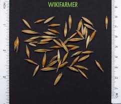 Attēlu rezultāti vaicājumam “Avena sativa fruit”