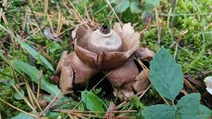 Attēlu rezultāti vaicājumam “Geastrum rufescens”