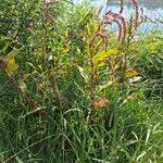 Attēlu rezultāti vaicājumam “Persicaria lapathifolia fruit”
