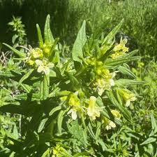 Attēlu rezultāti vaicājumam “Lithospermum officinale flower”