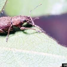 Attēlu rezultāti vaicājumam “Curculionidae”
