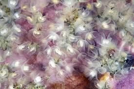 Attēlu rezultāti vaicājumam “Lophozia ascendens”