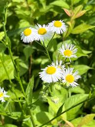 Attēlu rezultāti vaicājumam “Erigeron acris flower”