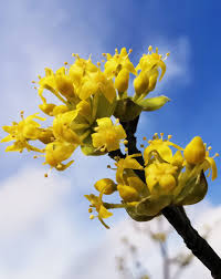 Attēlu rezultāti vaicājumam “Cornus mas flower”