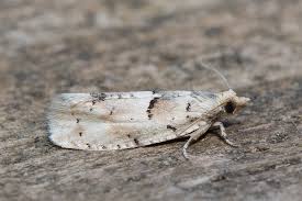 Attēlu rezultāti vaicājumam “Epinotia bilunana”