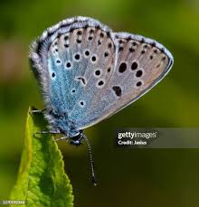 Attēlu rezultāti vaicājumam “Maculinea alcon female”