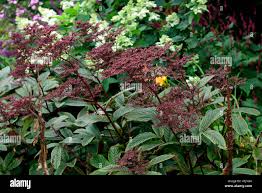 Image result for Rodgersia chocolate wings