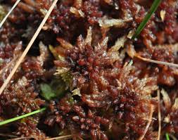 Attēlu rezultāti vaicājumam “Sphagnum austinii”