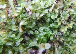 Attēlu rezultāti vaicājumam “Jungermannia leiantha”