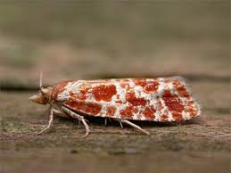 Attēlu rezultāti vaicājumam “Rhyacionia pinicolana”