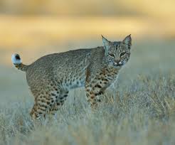 Image result for Clyde Valley Predators