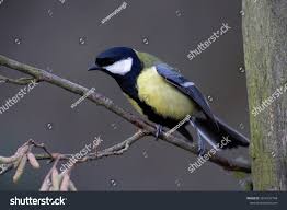 Attēlu rezultāti vaicājumam “Parus major male”