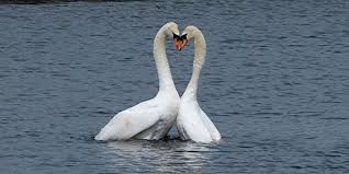 Image result for South Yorkshire Swans