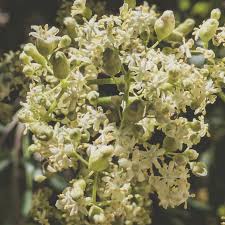 Attēlu rezultāti vaicājumam “Adoxaceae”